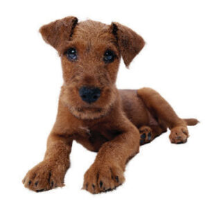 Antioxidant Power for Super Pets Image